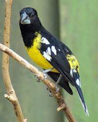 Spot Winged Grosbeak The Indian Subcontinent And Parts Of Southeast Asia Aves Argentinas Pajaros Hermosos Aves Hermosas