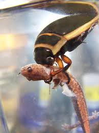 Image result for Dyschoriste multicaulis