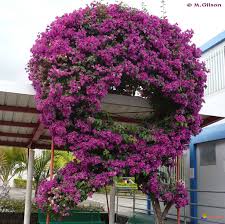 Bougainvillier Bougainvillea Spectabilis Bougainvillier Bougainvillea Bougainvillee