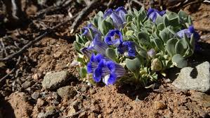 Image result for Aptosimum marlothii