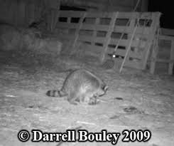 They grow to about 23 to 37 inches (60 to 95 centimeters) and weigh 4 to 23 lbs. Animal Tracks Raccoon Predation On Domestic Cats