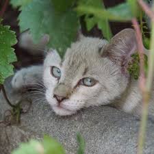 schleimloser hausmittel hausmittelhexe katzen tiere und haustiere niedliche kreaturen
