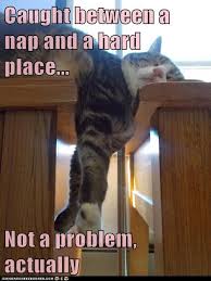Caught Between A Nap And A Hard Place Funny Animal Pictures Cat Memes Cat Nap