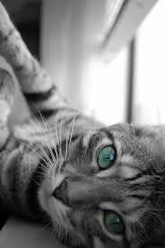 Black And White Cat Pictures To Color Sophie Black And White Color Splash Cat Photography Color Splash Color Splash Photography