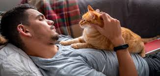Most orange tabbies are mixed breed, rather than purebred. Why Are Orange Tabby Cats So Affectionate And Is It A Dead Cert