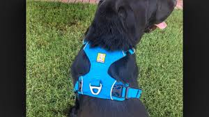 Ruffwear Front Range Harness Review Wagbrag