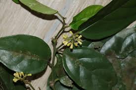 Image result for Icacinaceae