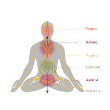 Yogapedia on X: "The five prana are the five types of energy as described by Hindu or yogic philosophy. Prana is the Sanskrit word for “life force” or “vital principle,” and it