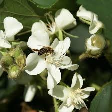 Image result for Dombeya acutangula