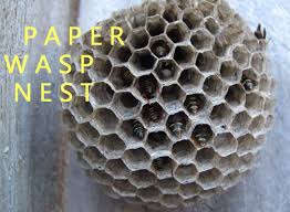 As the seasons progress the nests become. German Wasps The Helpful Pest Control Blog