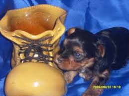 Let's begin with the fact that dogs have different expected lifespan basically according to their breeds. Yorkshire Terrier Puppies In Oregon