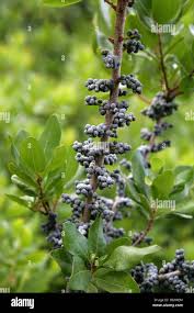 Image result for Myricaceae