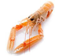 Epingle Par Guidicelli Alex Sur Langoustines Cuisson Langoustine Langoustines Langoustine