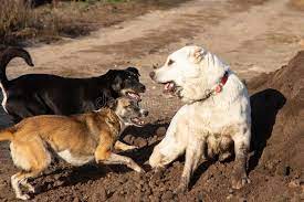 Alabay köpeği hakkında merak edilen tüm özellikleri ve bakımı hakkında her şeyi öğreneceksiniz. 238 Alabay Photos Free Royalty Free Stock Photos From Dreamstime