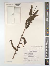 Image result for Agelanthus