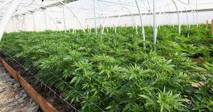 Led grow lights are all the rage today. Top 6 Cannabis Plant Training Techniques Sensi Seeds