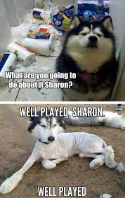 Funny Memes Hilarious Boyfriend Read More Animal Jokes Funny Dog Pictures Funny Animal Memes