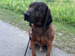 Image result for bavorský barvář