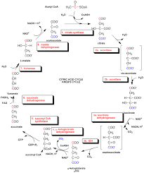 Pin On Biochemistry