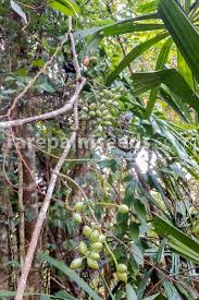 Image result for Gnetaceae