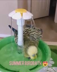 Bird Bath For Inside Cage Pin By Caroljean Hadsell On Bird Video In 2020 Bird Bath Fountain Diy Parrot Toys Bird Care Parakeets