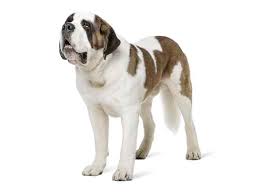Bernard sports hall of fame on messenger. St Bernard Dogexpress