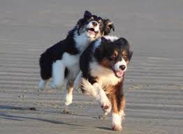 It's also free to list your available puppies and litters on our site. Good Breeder Bright Eye Aussies Aussie Dogs Australian Shepherd Puppy Pictures