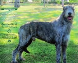 Visit us now to find your dog. Irish Wolfhound Breeders In Qld Pawbase