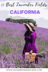 To visit this beautiful flower field, you must buy a if the lavender was successfully planted in the van thanh flower village, there are already some lavender blooming purple near the tuyen lam. 11 Best Lavender Fields To Visit In California A Charming Escape
