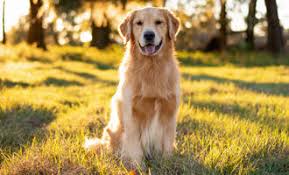 Image result for zlatý retrívr