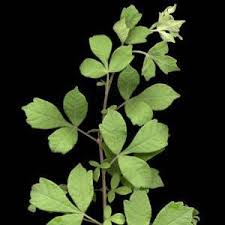 Image result for Searsia rehmanniana