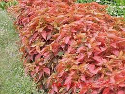 Image result for Acalypha