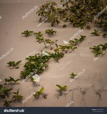 Image result for Ipomoea stolonifera