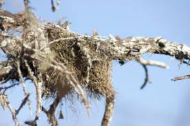 Image result for Microcoelia exilis