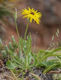 Image result for Pseudopodospermum hispanicum