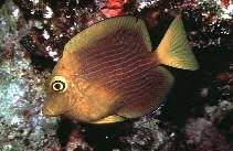 Image result for Oxyanthus strigosus