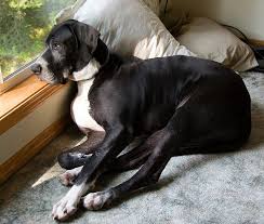 It's more appropriate to call them family. An Overview Of Bone Cancer In Dogs Steemit