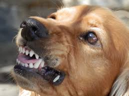 Your dog needs to understand what the rules are in order to asking for help, clarification, or responding to other answers. Aggression In Dogs Signs Causes Types And Solutions