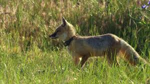 Ganzkörperfutter ist für diese raubtiere. Swiftfuchs Pflegen South Dakota Rm Video 262 292 614 In 5k Framepool Stock Footage