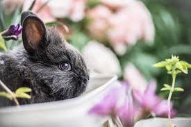 So, in conclusion, cetaphil is not cruelty free according to my ethical standards because their finished products are tested on animals. 3 Reasons You Shouldn T Buy Makeup Tested On Animals