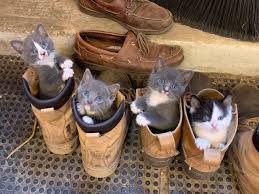 We did not find results for: Lincoln Animal Hospital Home Facebook