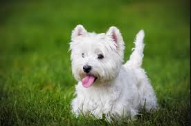 sus kopekleri kopek cinsleri dog breeds popular dog breeds terrier dog breeds