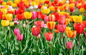 Significado De Regalar Flores Segun Su Color Regalarflores Net