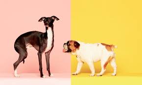 Prescription Pets I Got A Doctor S Note To Fly With My Dog Emotional Support Animal Dogs Dogs On Planes