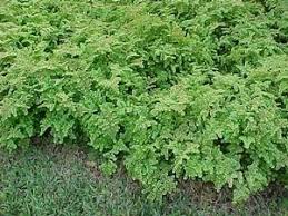 Image result for Pilea microphylla