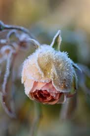 Theresa Lu Vaterchen Frost Schone Blumen Schone Bilder Natur Pflanzen