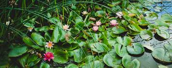 Not true if your water lilies are looking like this, overcrowded and growing on top of each other. Pruning Pond Plants Bakker Com