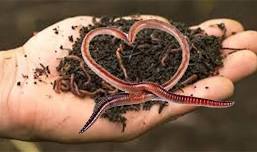 Wiggly & Squiggly Vermicomposting