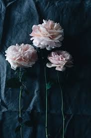Find your inspiration with our curated plant selection, chosen for superior performance in texas gardens. Roses From The Garden Kiste72 Vsco Grid Love Flowers Flower Power Flora Botanica