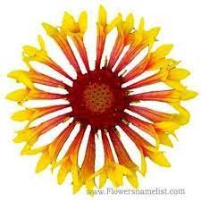 Maybe you would like to learn more about one of these? Flowers That Start With G Flowers Name List